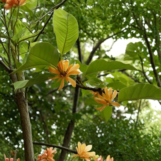 Gold Champaca – Magnolia champaca (Michelia champaca) Live Tree | 2–3 Feet Tall | Ships in 3 Gallon Pot  Intensely Fragrant Yellow Blooms | Evergreen Ornamental | Elegant Specimen Tree