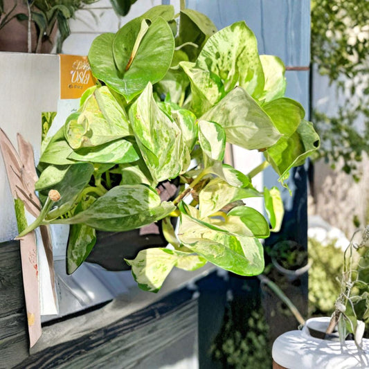 Manjula Pothos Cutting – 3 Node Variegated Harlequin | Rare Epipremnum aureum | Unrooted Live Cutting | Easy Indoor Plant