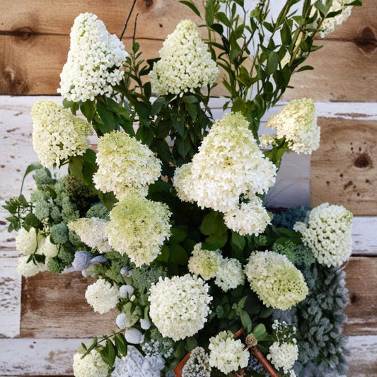 Limelight Hydrangea Cuttings – 5 Unrooted 10+ Inch Panicle Hydrangea | Hardy Flowering Shrub | Summer Bloom Garden Plant