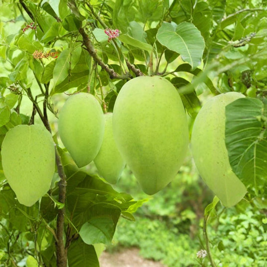 Cat Hoa Loc Mango Tree – Mangifera indica Live Grafted Tree | 2–3 Feet Tall | Ships in 3 Gallon Pot  Vietnamese Premium Variety | Bigger Trunk | Sweet Fragrant Mango