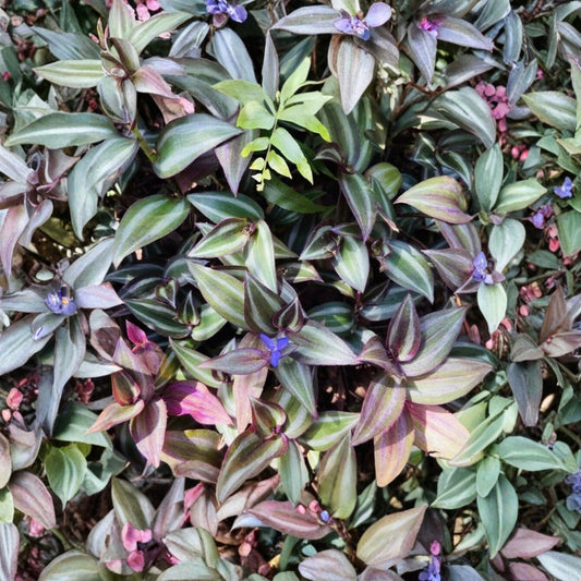 Tradescantia Zebrina Cuttings – 12 Unrooted Wandering Jew Purple Plant | Fast Growing Trailing Houseplant | Easy Propagation