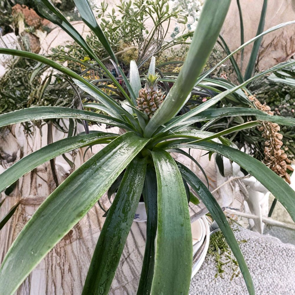Yellow Pineapple Plant Live Tropical Plant | Shipped in 6 Inch Pot  Ornamental Fruit | Easy Care | Decorative Indoor or Patio Plant