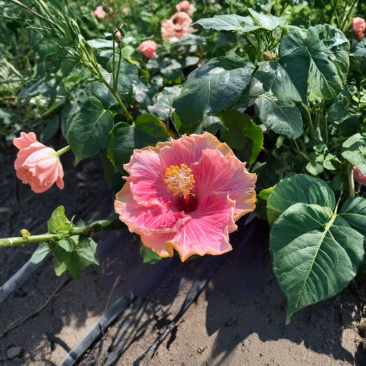 Hibiscus ‘C’est Bon Cajun’ – Tropical Hibiscus Live Plant | Ships in 6" Pot  Bold Tropical Blooms | Vibrant Garden Color | Full Sun Favorite
