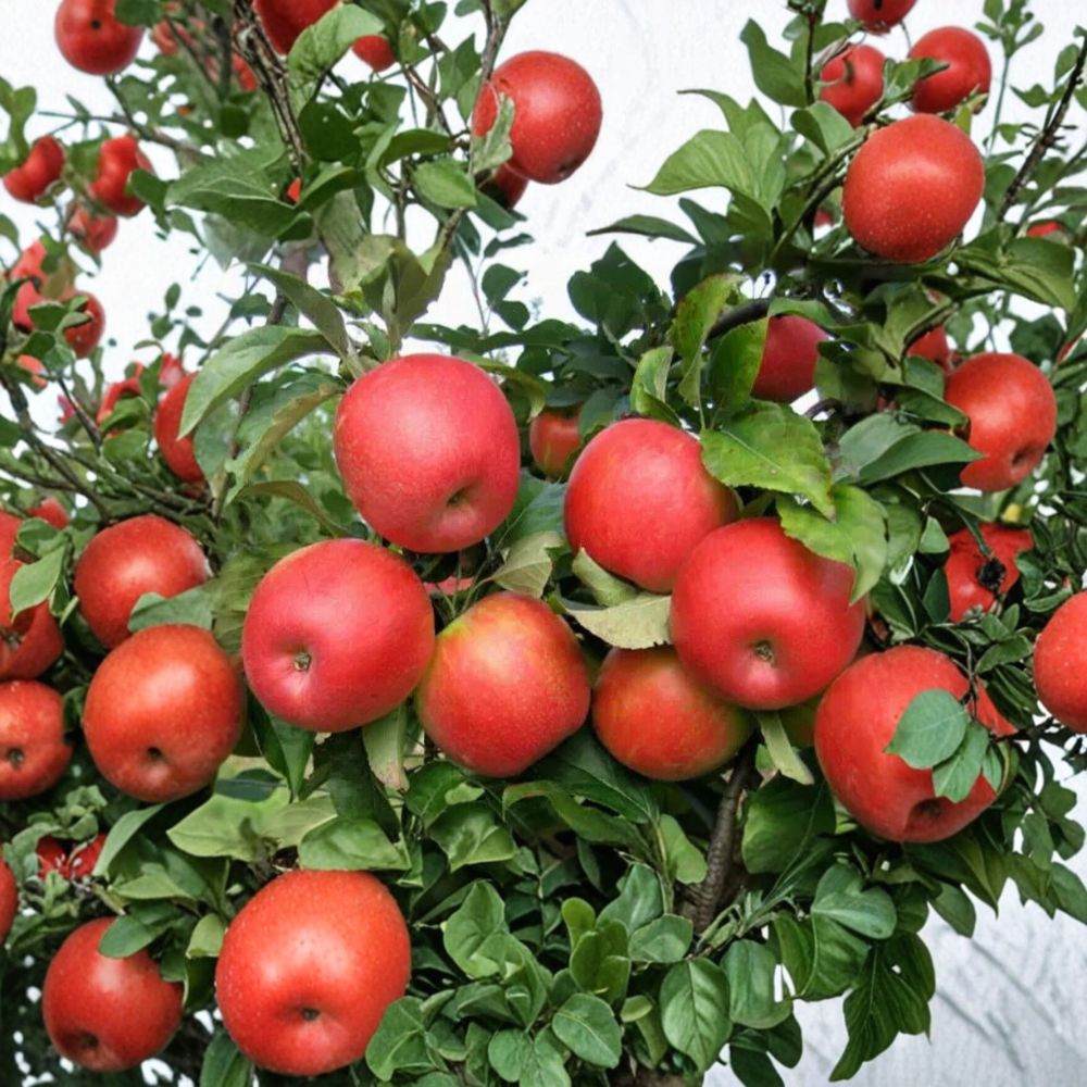 Pink Lady Apple Scion Cuttings – Malus domestica | 10 Unrooted Cuttings | 6–8 Inches Long | Grafting Apple Tree Variety | Organic Wood