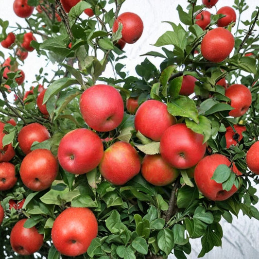 Pink Lady Apple Scion Cuttings – Malus domestica | 10 Unrooted Cuttings | 6–8 Inches Long | Grafting Apple Tree Variety | Organic Wood
