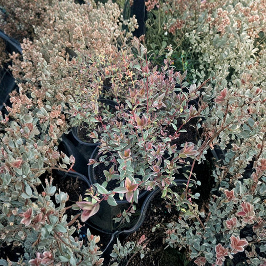 Variegated Chilean Guava ‘Flambeau’ – Ugni molinae Live Plant | 3–5 Inches Tall | Ships in 1 Gallon Pot  Pink New Growth | Cream & Grey Variegated Leaves | Evergreen Shrub