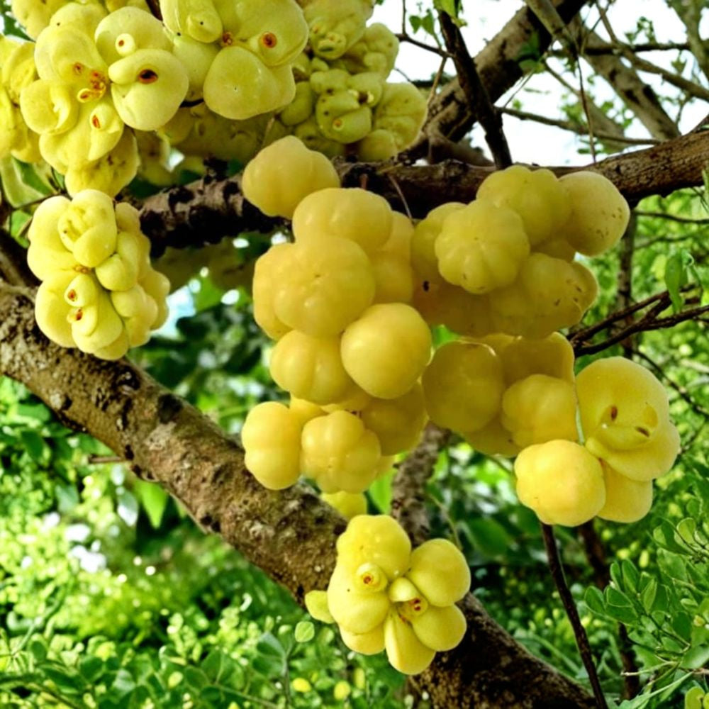 Tropical Gooseberry – Chùm Ruột – Amla (Indian Gooseberry) Live Tropical Fruit Tree | 2–3 Feet Tall | Includes 3 Gallon Pot  Tangy Green Fruit | Hardy & Productive | Multi-Use Tropical Berry