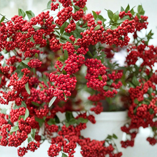 Scarlet Firethorn Cuttings – Pyracantha Coccinea Rare Shrub | 5 Unrooted Cuttings for Rooting or Grafting | Red Berry Hedge Plant