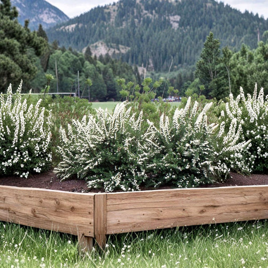 Spiraea ‘June Bride’ – Live Starter Plant | 4–6 Inches Tall | Includes Nursery Pot White Spring Blooms | Hardy Flowering Shrub | Easy to Grow