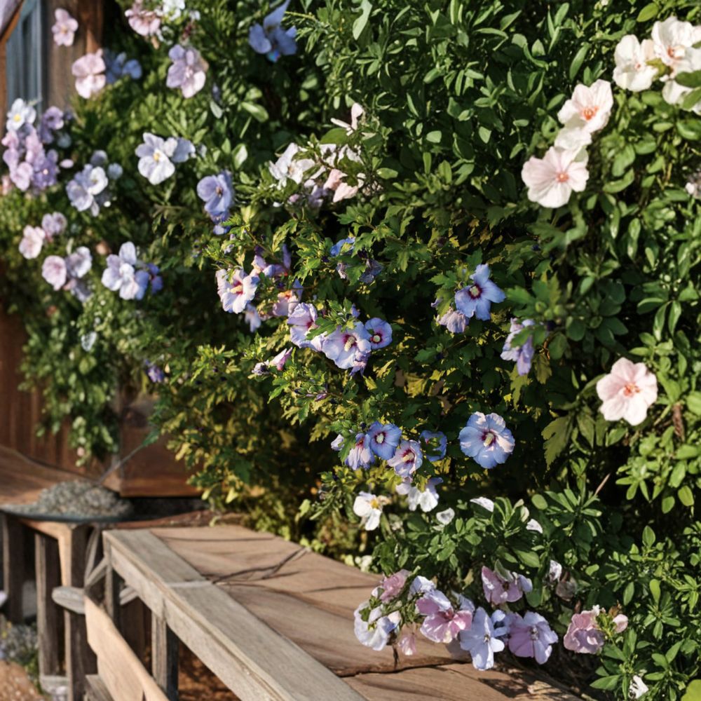 Hibiscus ‘Azurri Blue Satin’ – Rose of Sharon Live Starter Plant | 5–7 Inches Tall | Blue Purple Flowering Shrub | Hardy Hibiscus Tree | Summer Blooming