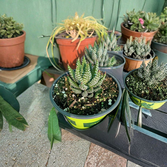 Haworthia Coarctata Live Succulent Plant | Shipped in 4 Inch Pot  Compact Zebra Succulent | Easy Care | Great for Indoor Décor