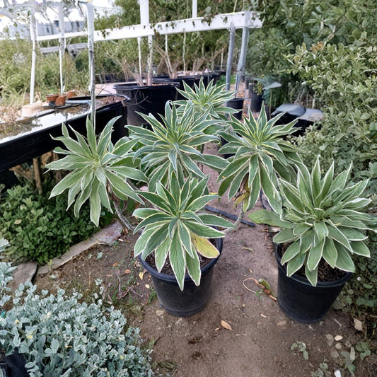 Echium Candicans ‘Star of Madeira’ Live Plant | 1–2 Feet Tall | Includes 3 Gallon Nursery Pot  Lavender Blue Blooms | Variegated Foliage | Bold Garden Specimen