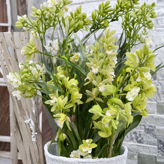 Cymbidium Orchid – White & Light Green Live Orchid Plant | 2 Feet Tall | Includes Nursery Pot  Elegant Bi-Color Blooms | Long-Lasting Flowers | Indoor or Patio