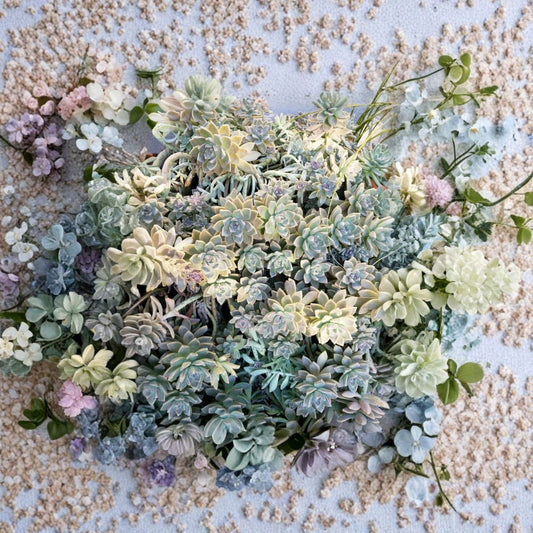 Ghost Plant & Darley Sunshine Cuttings – 8 Succulent Cuttings + Bonus + 10 Leaves | Graptopetalum & Graptosedum Mix | Easy Propagation