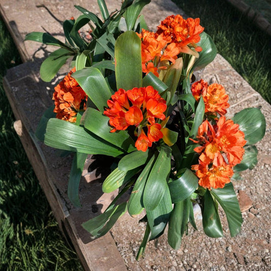 Clivia Orange – Clivia miniata Live Plant | 2 Feet Tall | Ships in 1 Gallon Pot  Shade Loving Bloomer | Bright Orange Flowers | Evergreen Foliage