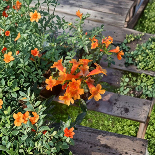 Orange Tecoma Sun Trumpet – Tecoma spp. Live Flowering Shrub | 4–6 Inches Tall | Includes 6" Pot  Bright Orange Trumpet Blooms | Heat Loving | Hummingbird Friendly
