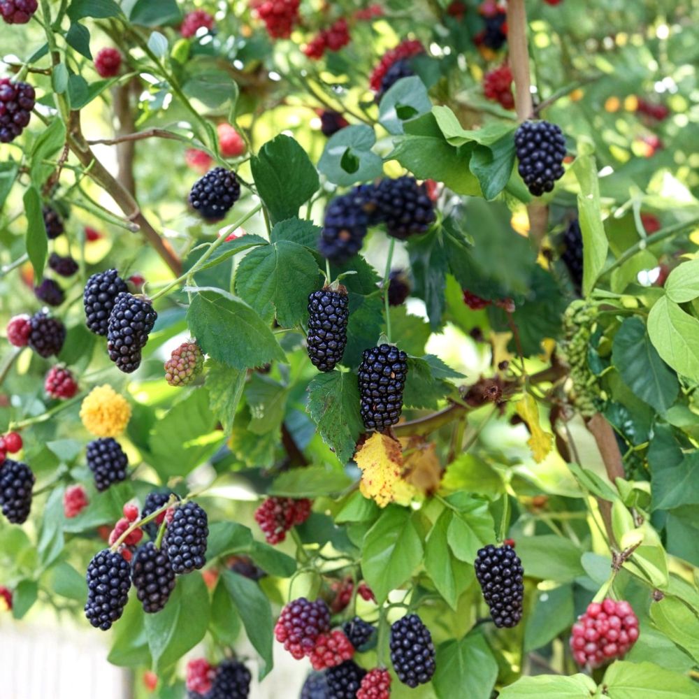 Natchez Thornless Blackberry Plants – Rubus | 3 Starter Plugs Bare Root | 3–6 Inches Tall | Sweet Large Berries | Easy Grow Fruit Bush