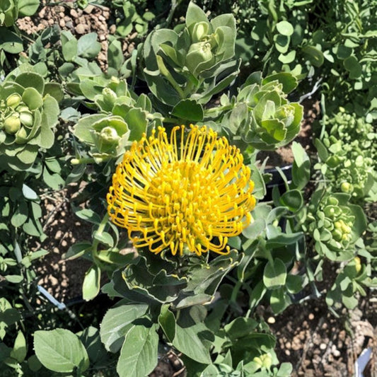 Leucospermum ‘High Gold’ – Leucospermum cordifolium Live Protea Shrub | 3 Gallon Pot | Established Plant  Bright Yellow Pincushion Flowers | Drought Tolerant | Bold Landscape Accent
