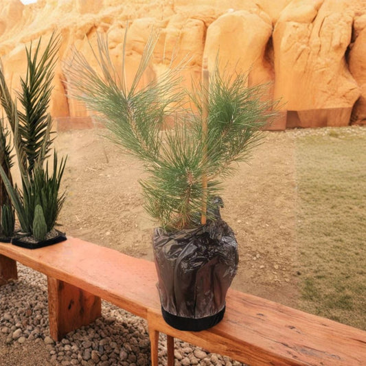 Japanese Black Pine – Pinus thunbergii Live Starter Tree | 4–6 Inches Tall | Ships in Nursery Pot  Classic Bonsai Favorite | Hardy Evergreen | Strong Upright Growth