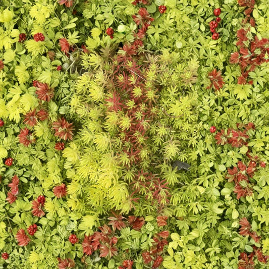 Sedum Angelina Cuttings – Sedum rupestre Live Succulent | 9 Bare Root Cuttings 5–7 Inch | Hardy Ground Cover | Color Changing Perennial