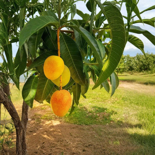 Carrie Mango Tree – Mangifera indica ‘Carrie’ Live Grafted Plant | 2–3 Feet Tall | Ships in 3 Gallon Pot  Fiberless Sweet Mango | Semi-Dwarf | Excellent for Containers