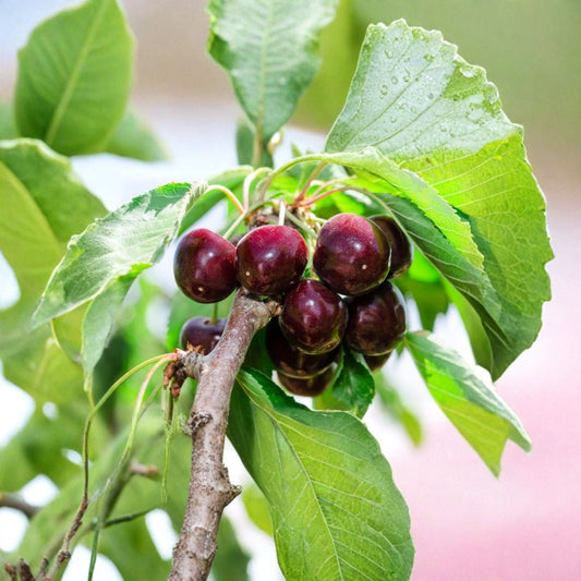 Cherry Tree ‘Black Tartarian’ – Prunus avium Live Tree | 3–4 Feet Tall | Ships in 3 Gallon Pot  Early Ripening Variety | Large Sweet Dark Cherries | Backyard Orchard Favorite