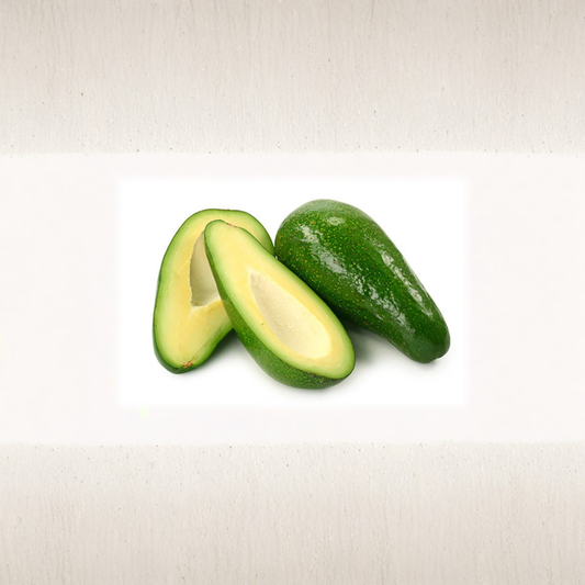 Fuerte Avocado Tree – Persea americana ‘Fuerte’ Grafted Live Tree | 3–4 Feet Tall | Bigger Trunk | Shipped in 3 Gallon Pot  Cold Hardy Classic | Smooth Green Skin | Rich Creamy Flavor