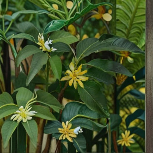 Gold Champaca – Magnolia champaca (Michelia champaca) Live Fragrant Tree | 4 Feet Tall | Includes 7 Gallon Pot  Golden Yellow Blooms | Highly Fragrant | Evergreen Specimen