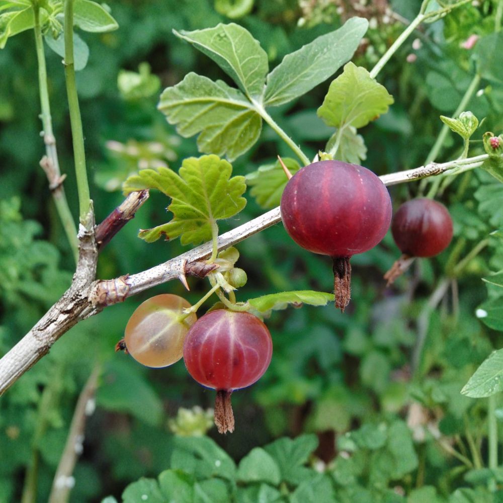 Ribes ‘Little Ben’ – Gooseberry Live Starter Plant | 5–7 Inches Tall | Includes Nursery Pot Edible Fruit Shrub | Compact Hardy Berry Plant | Easy to Grow