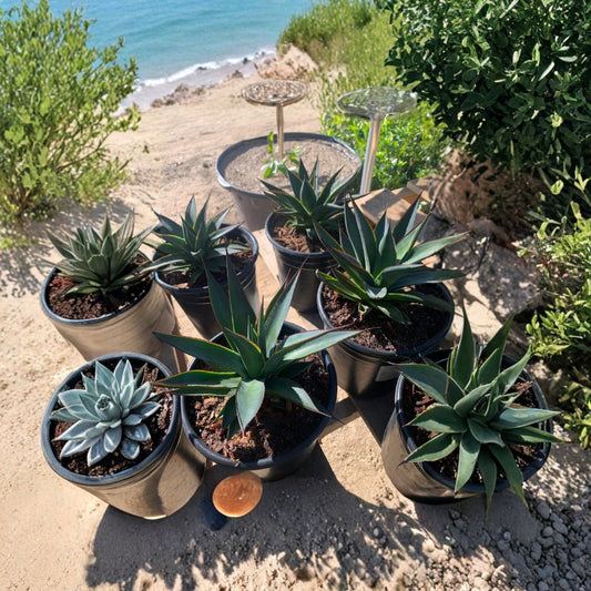 Agave ‘Blue Glow’ – Agave attenuata hybrid Live Succulent | 4–6 Inches Tall | Includes 4 Inch Nursery Pot  Compact Architectural Plant | Drought Tolerant | Modern Landscape Favorite