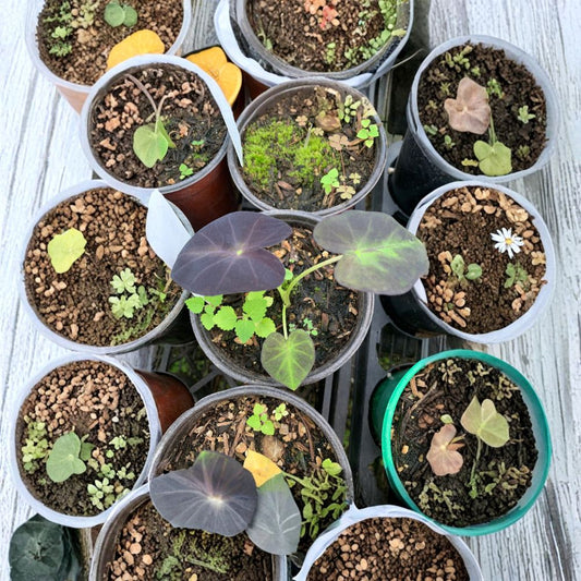 Colocasia esculenta ‘Black Beauty’ Starter Plant | Shipped in 4 Inch Pot  Dark Elephant Ear | Bold Tropical Foliage | Shade Garden Favorite