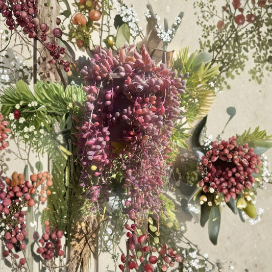 Ruby Necklace Cuttings – Othonna Capensis Succulent | 15 Unrooted Trailing Cuttings | Purple Green Hanging Plant | Easy Care