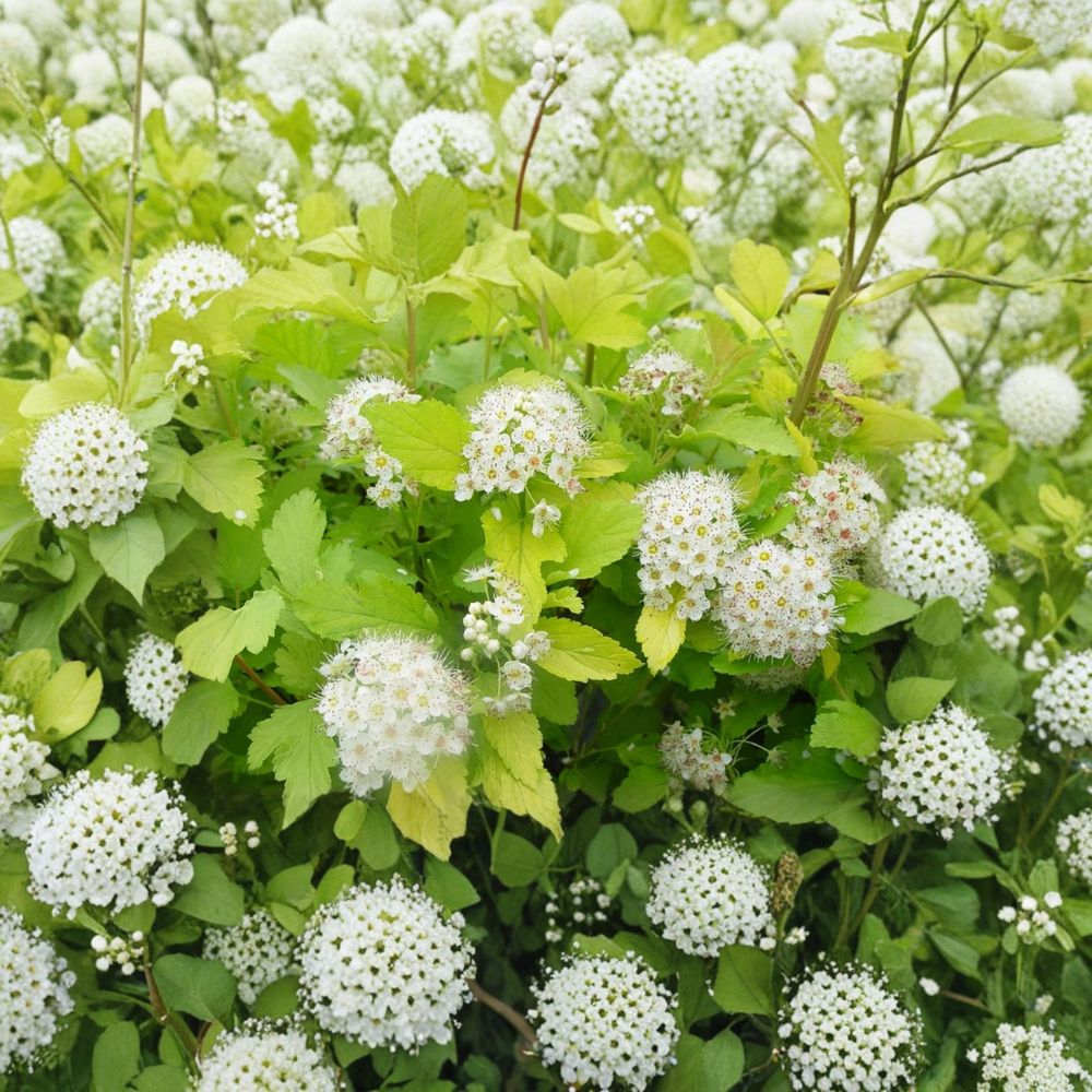 Physocarpus ‘Nugget’ – Ninebark Live Starter Plant | 4–7 Inches Tall (Cutback) | Golden Foliage Shrub | Hardy Landscape Plant | Seasonal Color Interest