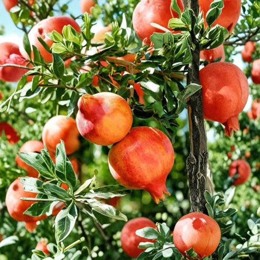 Kashmir Pomegranate Cutting – Punica granatum Live Plant | 6–8 Inch Cutting | For Rooting or Grafting | Edible Fruit Tree Starter | Garden Ready