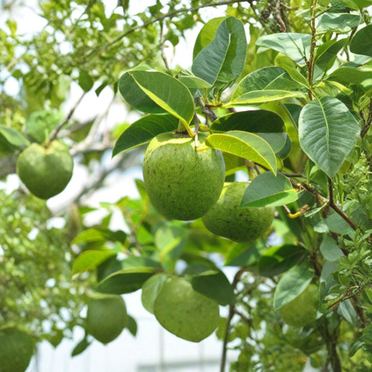 Pond Apple – Annona glabra Live Plant | 1–2 Feet Tall | Ships in 6 Inch Pot  Flood-Tolerant Species | Annona Rootstock | Wet Area Tree