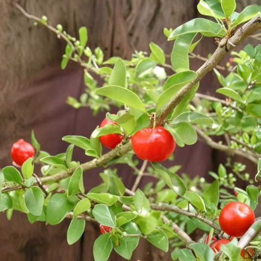 Barbados Cherry – Malpighia emarginata Live Fruiting Shrub | 1 Foot Tall | Includes 6" Pot  Fast Growing | Tropical Cherry | Sweet to Sub-Acid Fruit