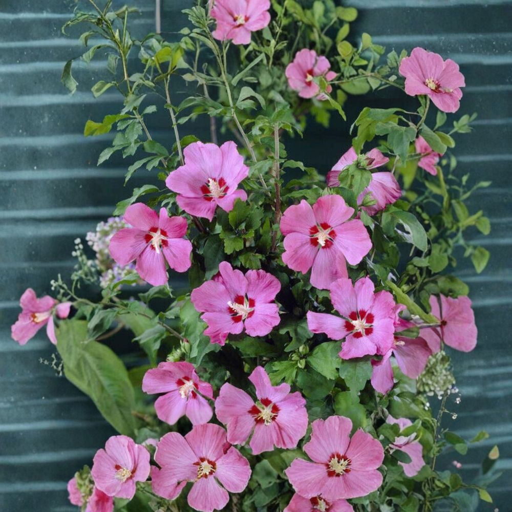 Hibiscus ‘Woodbridge’ – Rose of Sharon Live Starter Plant | 4–6 Inches Tall | Pink Flowering Shrub Tree | Hardy Hibiscus | Summer to Fall Blooms