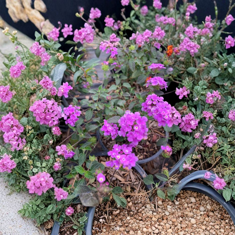 Lavender Lantana – Lantana camara Live Plant | 3–5 Inches Tall | Ships in 1 Gallon Pot  Butterfly Attracting | Drought Tolerant | Long Blooming Color