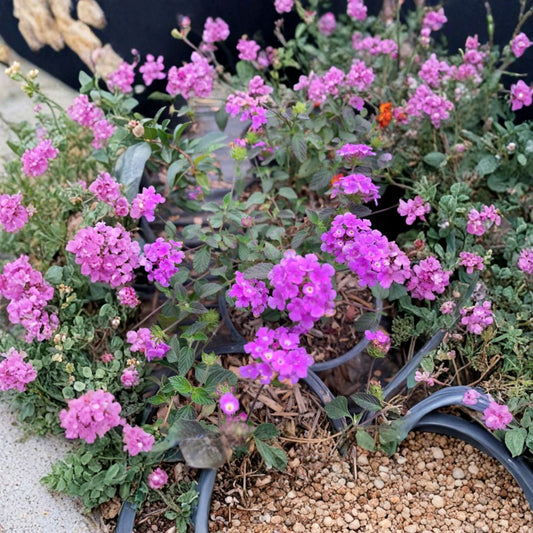 Lavender Lantana – Lantana camara Live Plant | 3–5 Inches Tall | Ships in 1 Gallon Pot  Butterfly Attracting | Drought Tolerant | Long Blooming Color