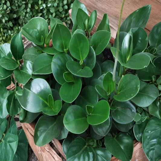Peperomia Obtusifolia Cuttings – 5 Unrooted Baby Rubber Plant | 3–5 Inch Radiator Plant | Easy Indoor Houseplant | Beginner Friendly