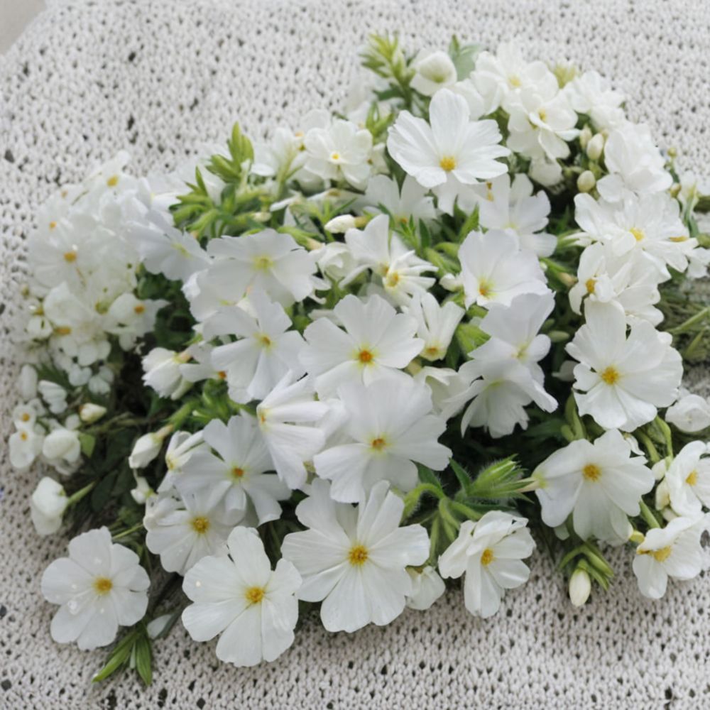 Phlox subulata ‘White’ – Creeping Phlox Live Starter Plant | Includes Nursery Pot Groundcover Perennial | Spring White Blooms | Rock Garden & Border Plant | Easy to Grow