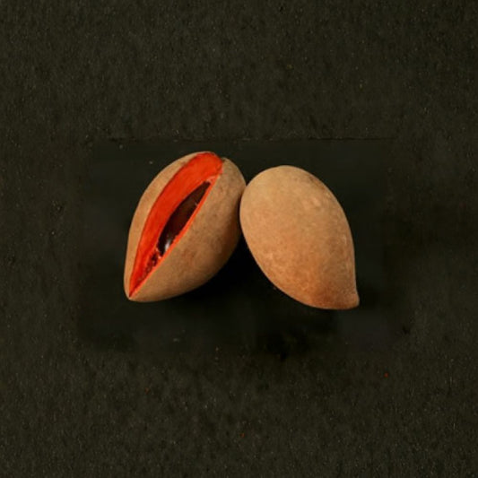 Mamey Sapote Tree – Pouteria sapota Live Fruit Tree | Healthy Rooted Plant | Includes Nursery Pot  Tropical Sweet Fruit | Backyard Orchard Favorite | Rich & Creamy Flavor