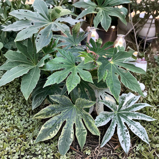 Fatsia ‘Spider’s Web’ – Fatsia japonica Live Evergreen Shrub | 1 Foot Tall | Includes 6" Pot  Green & White Variegated Leaves | Shade Loving | Beginner Friendly