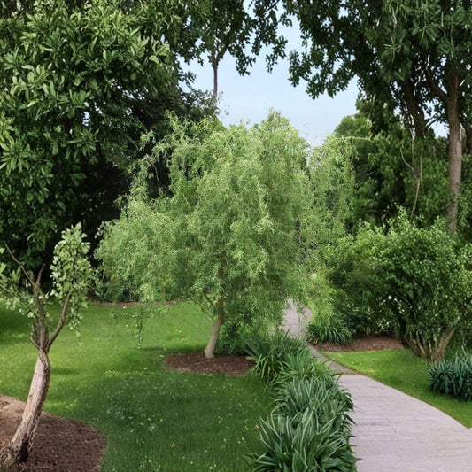Corkscrew Willow Cuttings – Salix matsudana ‘Tortuosa’ | 15 Unrooted Cuttings | 8–12 Inches Long | Curly Ornamental Tree | Fast Growing