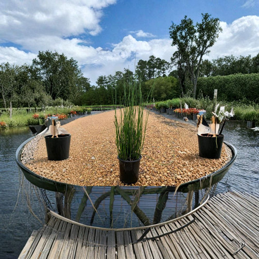 Horsetail Reed – Equisetum hyemale Live Plant | 8–10 Stems | Ships in 1 Gallon Pot  Water Garden Plant | Vertical Architectural Accent | Evergreen Perennial