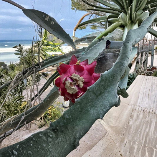 Dragon Fruit Cuttings – Hylocereus spp. Live Plant | 15–18 Inches Long | Random Variety Mix | Tropical Cactus Starter | Fast Growing Climbing Fruit Plant