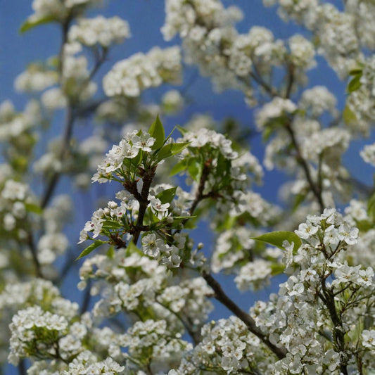 Pyrus calleryana ‘Redspire’ Live Ornamental Tree | 2–3 Feet Tall | Shipped in 3 Gallon Pot  Spring White Blossoms | Upright Narrow Form | Brilliant Fall Color