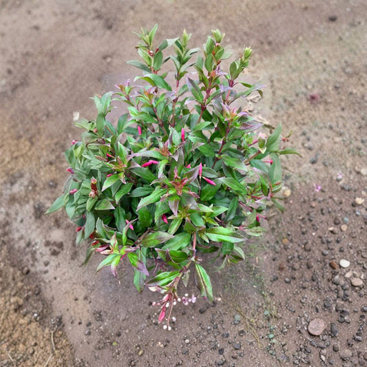 Fuchsia glazioviana – Hardy Fuchsia Live Flowering Shrub | Includes 6" Pot  Magenta Tubes | Purple Petals | Shade Loving