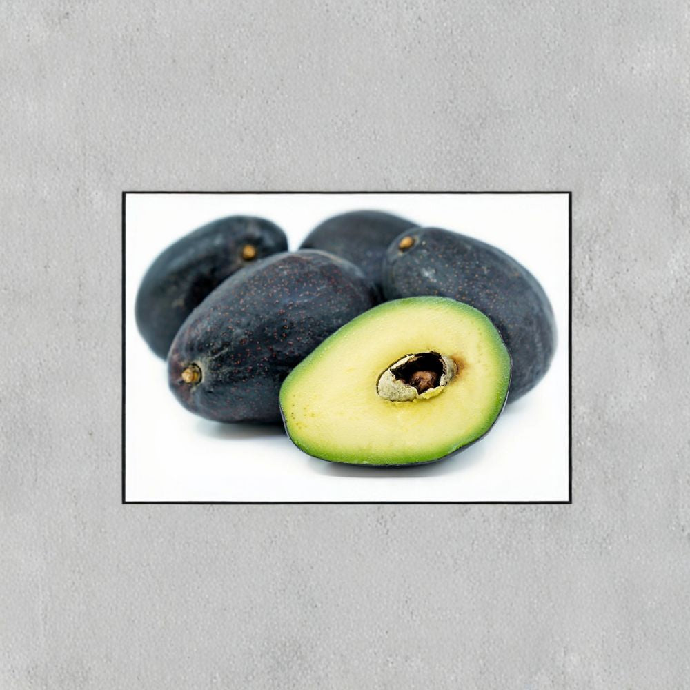 Sir Prize Avocado Tree – Persea americana ‘Sir Prize’ Grafted Live Tree | 3–4 Feet Tall | Includes Nursery Pot  Cold Tolerant Variety | Larger Trunk | Premium Fruit Selection
