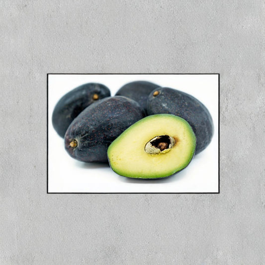 Sir Prize Avocado Tree – Persea americana ‘Sir Prize’ Grafted Live Tree | 3–4 Feet Tall | Includes Nursery Pot  Cold Tolerant Variety | Larger Trunk | Premium Fruit Selection